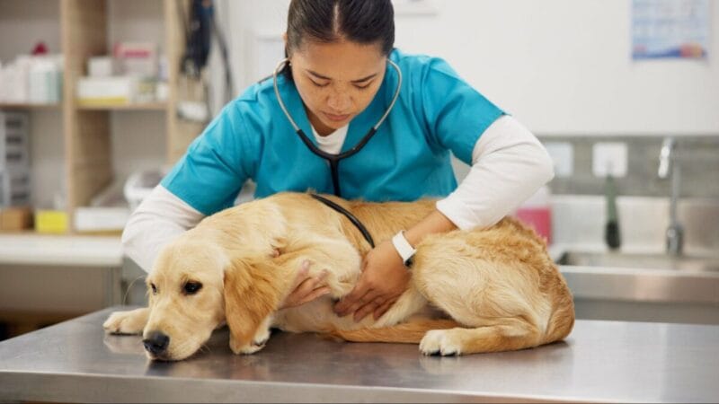 Identificando a Sepse na Prática Clínica Veterinária