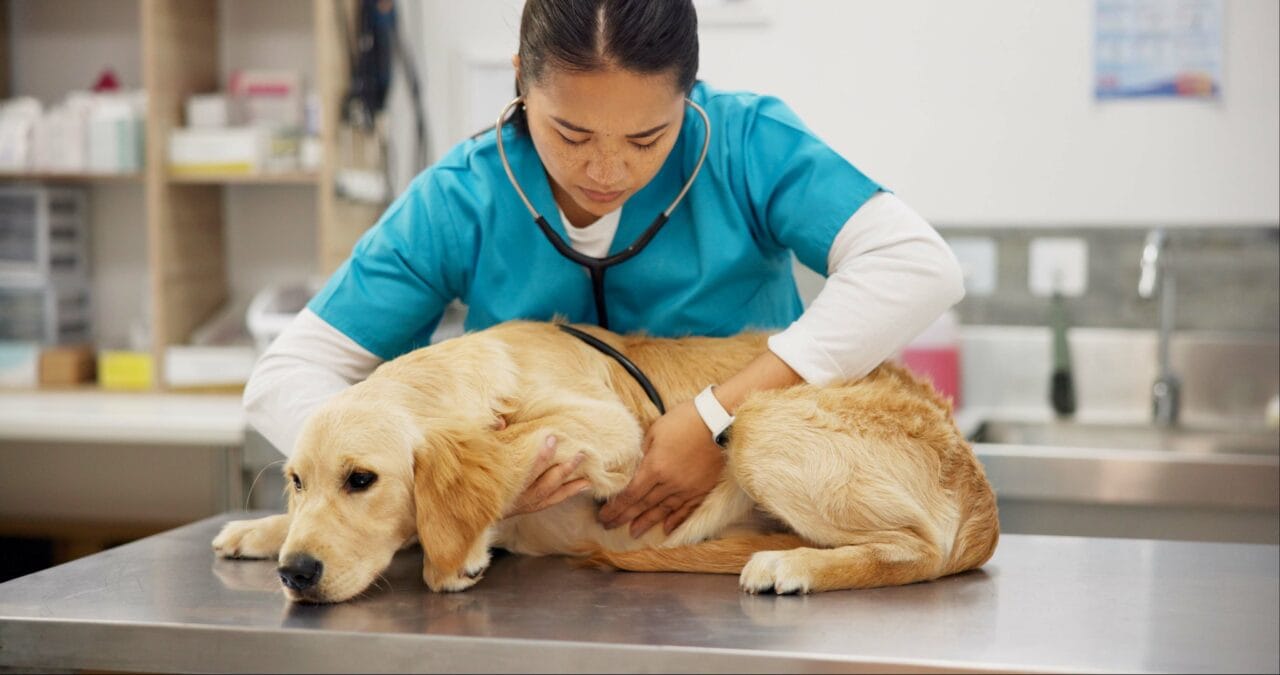 Identificando a Sepse na Prática Clínica Veterinária