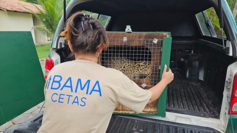 Filhote de Onça-Pintada Resgatado no Pará Inicia Reabilitação em Brasília