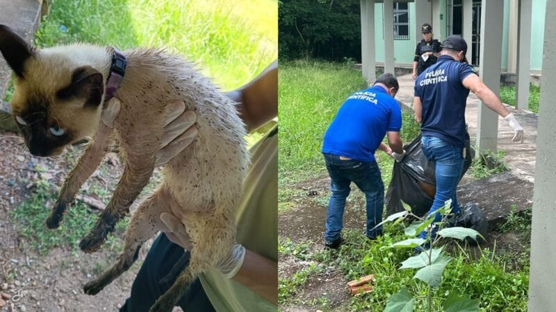 Estudantes da Unifap Denunciam Onda de Violência Contra Animais no Campus
