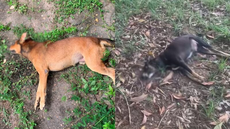 Investigação sobre Maus-Tratos e Mortes de Animais na Unifap é Iniciada pela Polícia Civil do Amapá