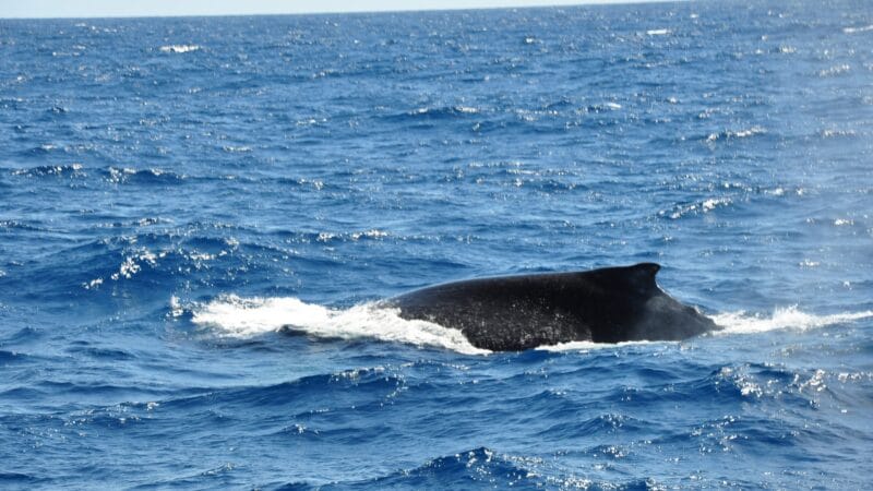 Iniciativas de Proteção à Vida Marinha na Costa do Pará: A Colaboração entre Cientistas e Ribeirinhos