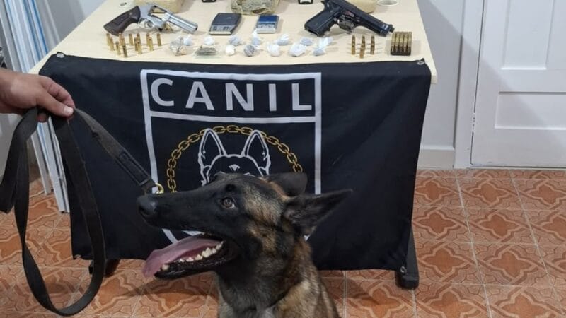 Cadela Fúria Desencadeia Apreensão de Drogas em Roraima