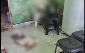 Mulher é Detida em Manaus por Maus-Tratos a 29 Gatos em Condições Desumanas