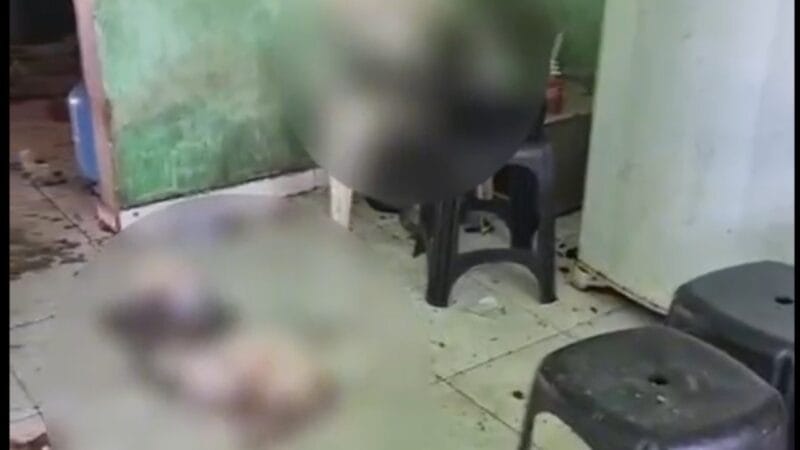 Mulher é Detida em Manaus por Maus-Tratos a 29 Gatos em Condições Desumanas