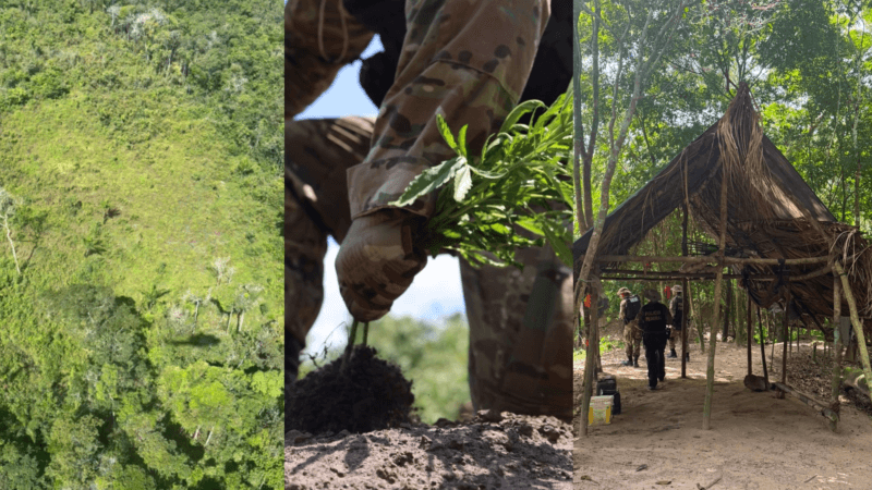 Polícia Federal Erradica Plantação de Maconha em Terra Indígena no Pará