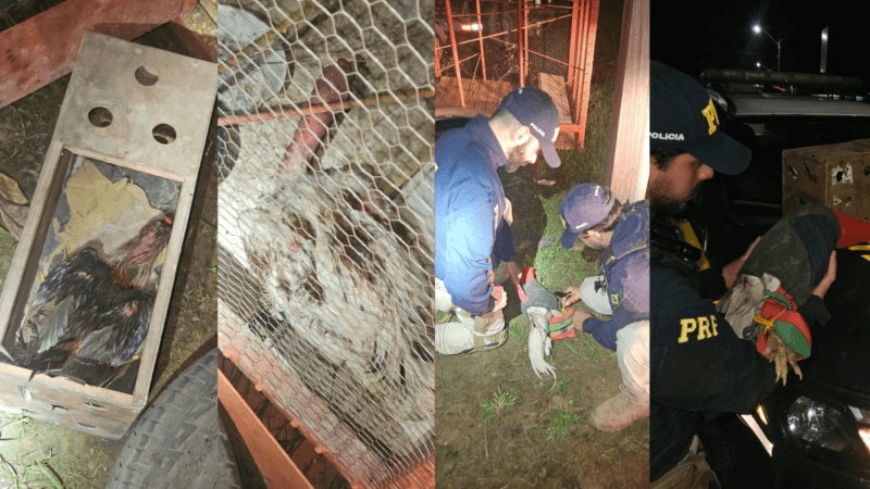 Resgate de Galos em Altamira: Ação da PRF Combate a Crimes Ambientais