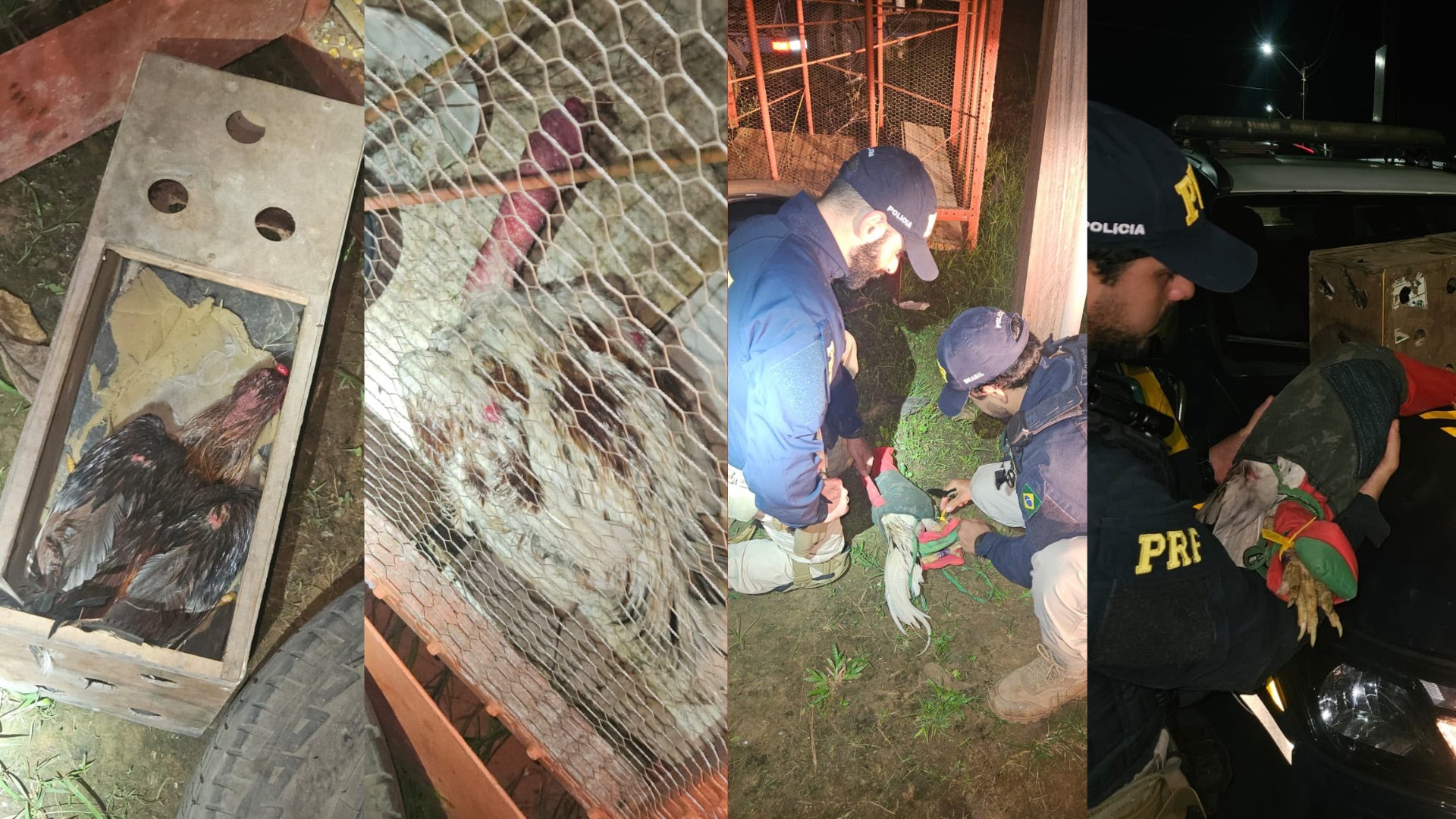 Resgate de Galos em Altamira: Ação da PRF Combate a Crimes Ambientais