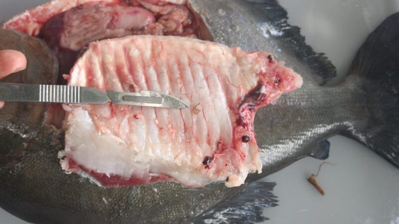 Estudo da Ueap Revela Alta Presença de Parasitas em Peixes do Rio Araguari, Amapá