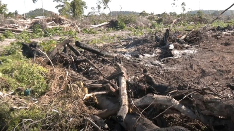 Moradores do Maicá em Santarém Demandam Fiscalização Contra Desmatamento e Queimadas