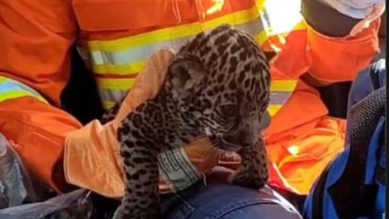 Bombeiros Resgatam Filhote de Onça-Pintada em Rio Branco, Acre