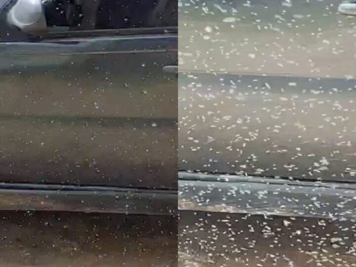 Nuvem de Moscas-Brancas Intriga Moradores de Alto Alegre, Roraima