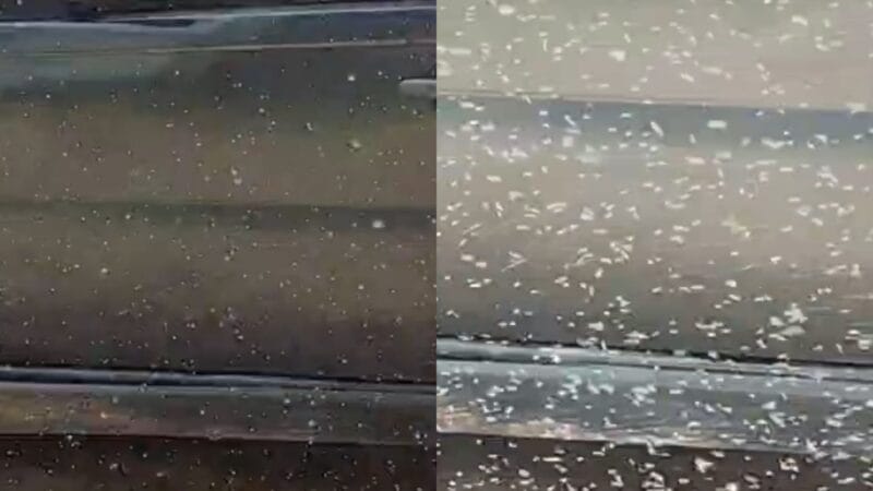 Nuvem de Moscas-Brancas Intriga Moradores de Alto Alegre, Roraima
