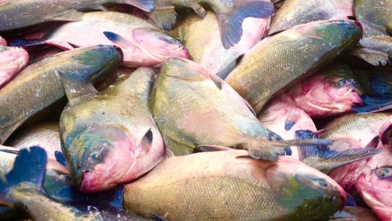 Tambaqui: Peixe Amazônico em Risco de Extinção e Seus Desafios