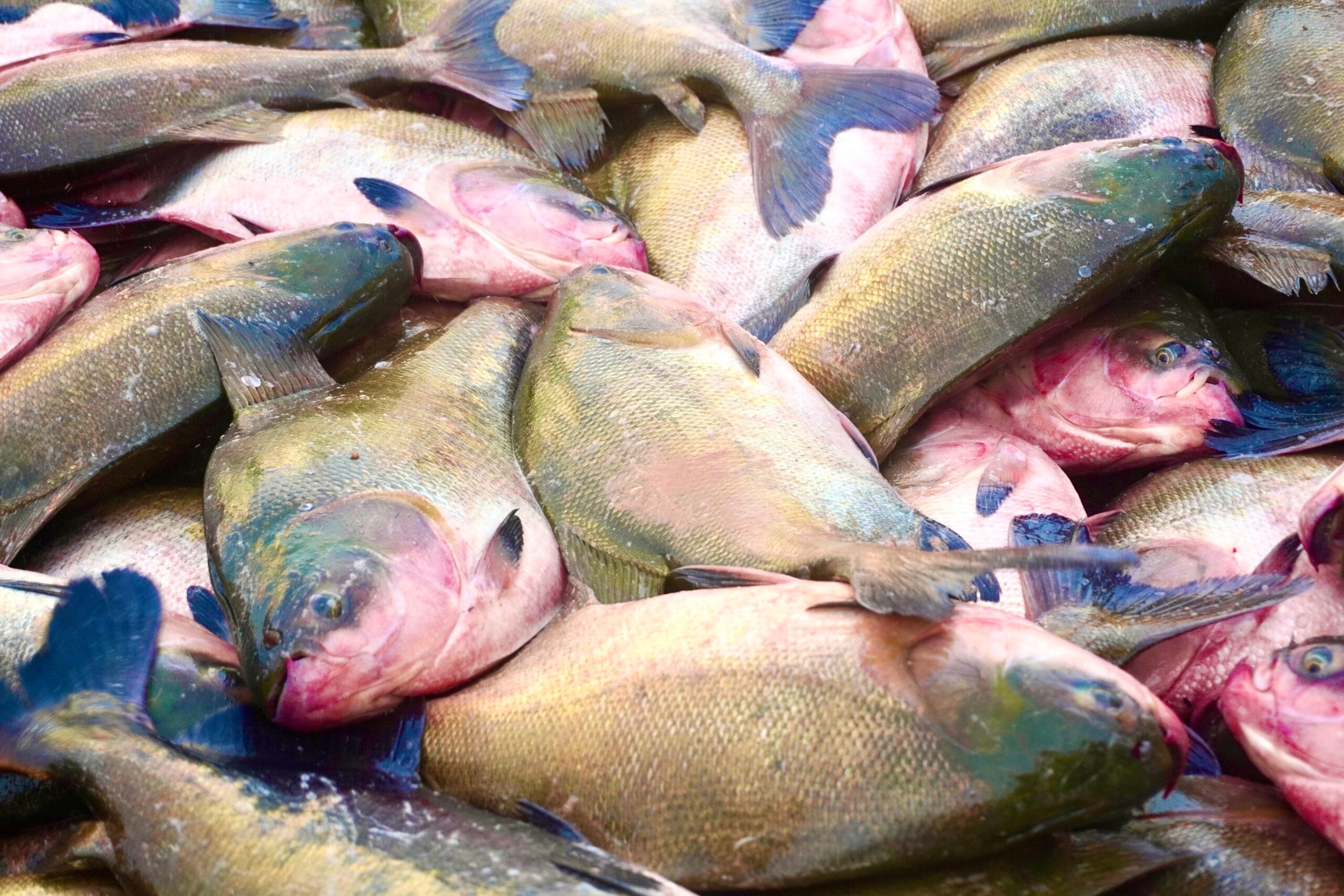 Tambaqui: Peixe Amazônico em Risco de Extinção e Seus Desafios