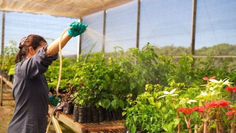 Tecnologia Inovadora Monitora 10 Mil Mudas Nativas do Cerrado em Projeto Sustentável