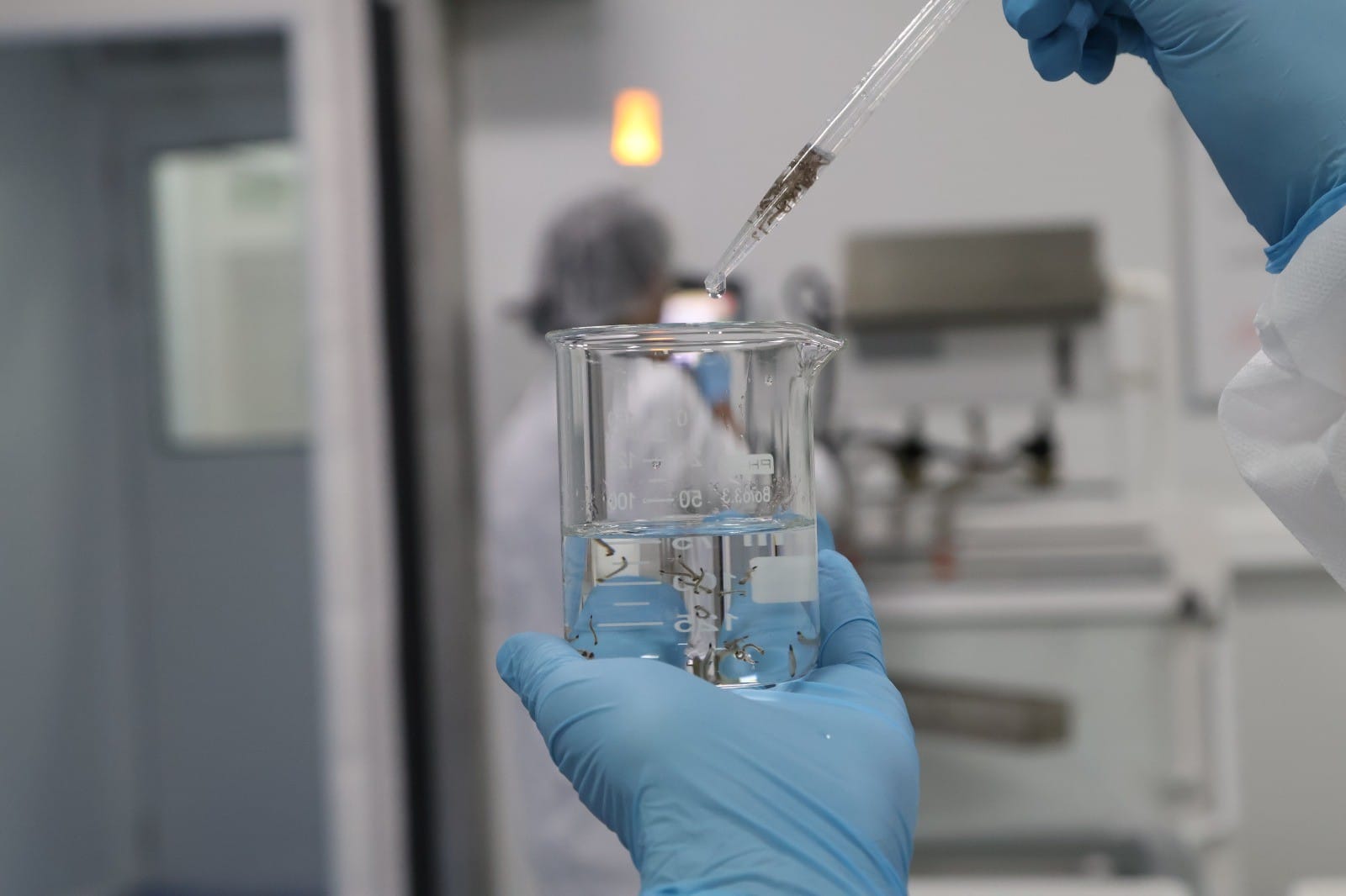 Wolbachia: Mosquitos Transformados em Aliados no Combate à Dengue em Porto Velho