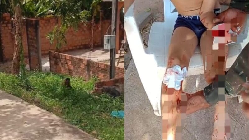 Macaco invade residência e morde criança em Monte Alegre, Pará