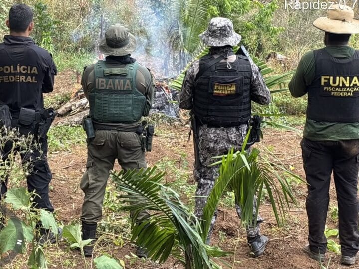 Polícia Federal Erradica Cultivo Ilegal de Maconha em Terra Indígena no Pará