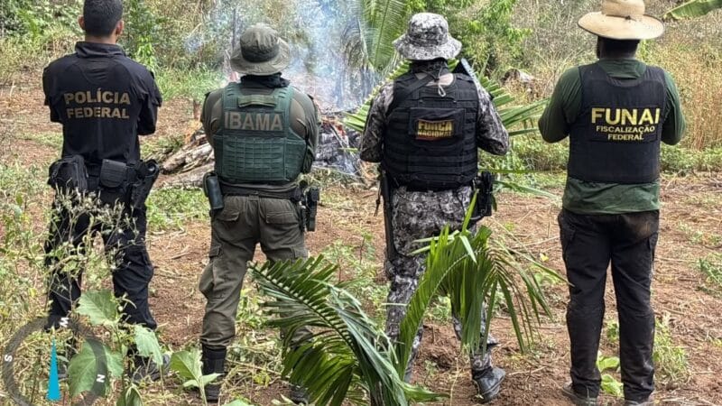 Polícia Federal Erradica Cultivo Ilegal de Maconha em Terra Indígena no Pará