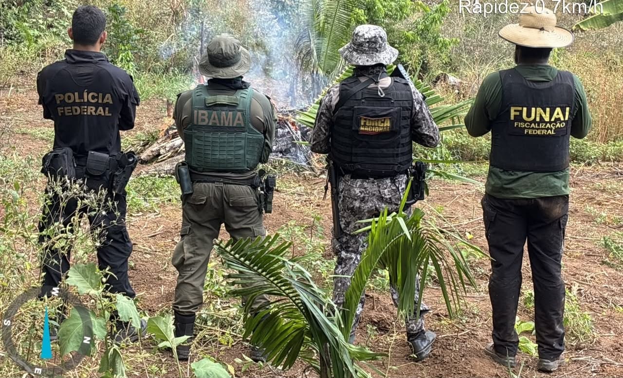 Polícia Federal Erradica Cultivo Ilegal de Maconha em Terra Indígena no Pará