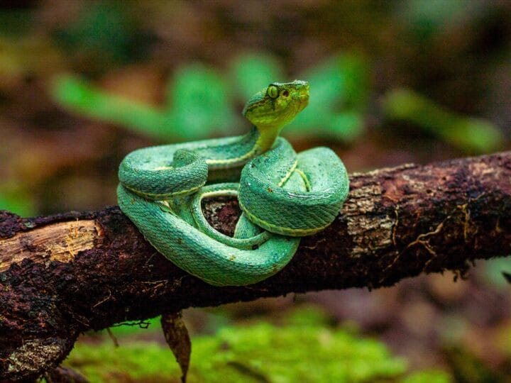 Registro Raro da Jararaca-Verde na Amazônia: Descoberta Surpreendente de um Guia de Turismo
