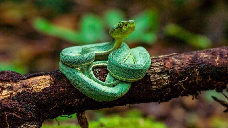 Registro Raro da Jararaca-Verde na Amazônia: Descoberta Surpreendente de um Guia de Turismo