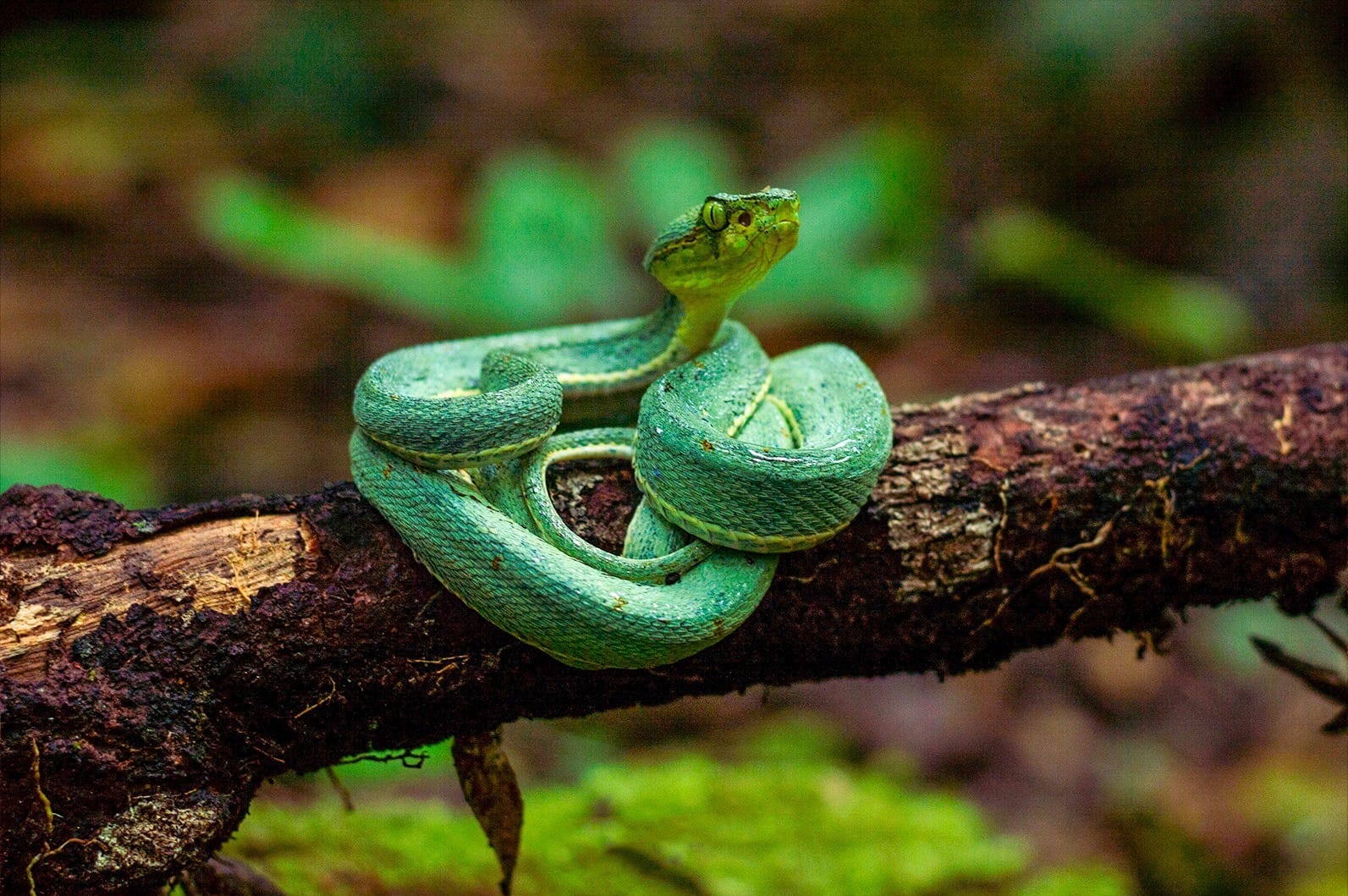 Registro Raro da Jararaca-Verde na Amazônia: Descoberta Surpreendente de um Guia de Turismo