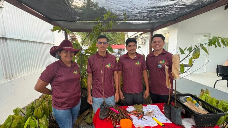 Inovação na Produção de Cacau: Enxertia Acelera Colheita no Amapá